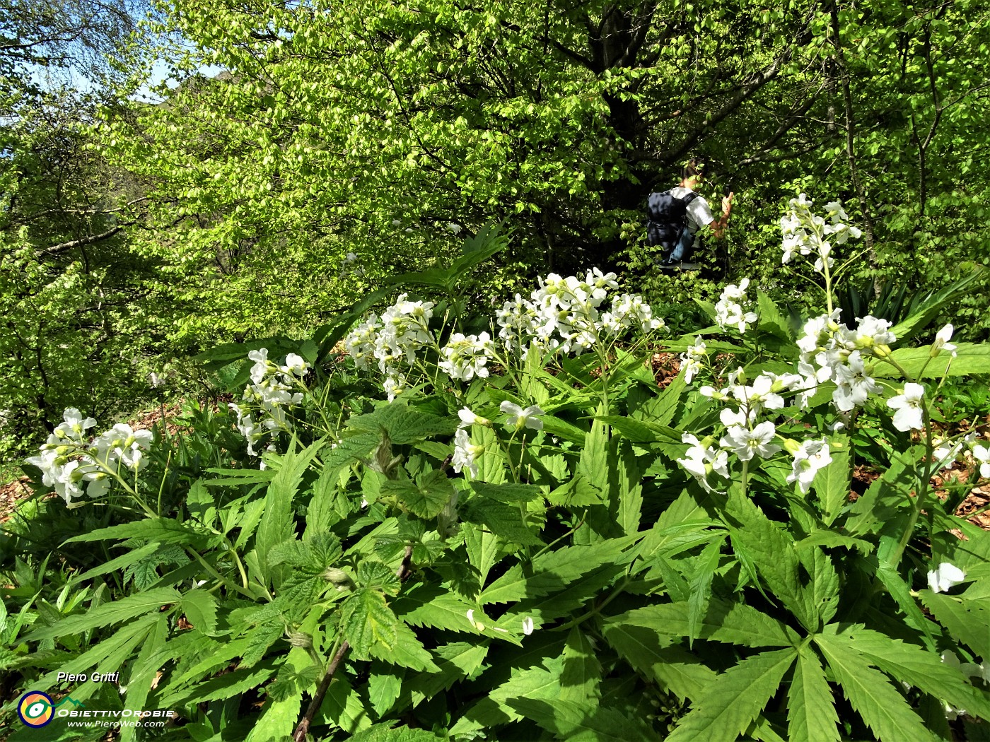 33 Scendendo da Cima di Muschiada traccia-sentierino fiorito di Dentaria minore (Cardamine bulbifera).JPG